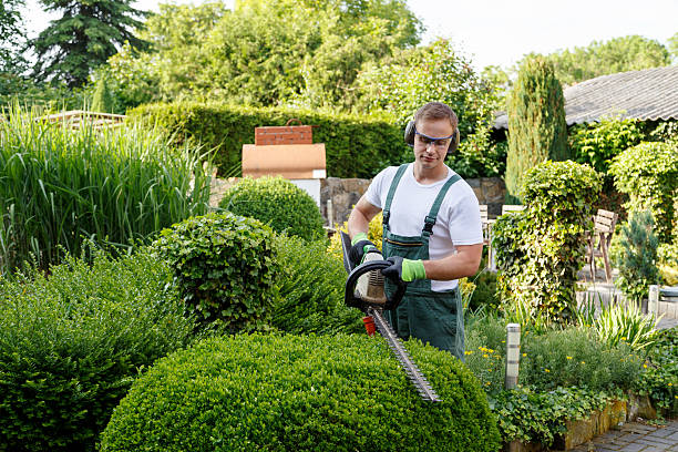 Reliable Spring Lake, NJ Tree Services Solutions